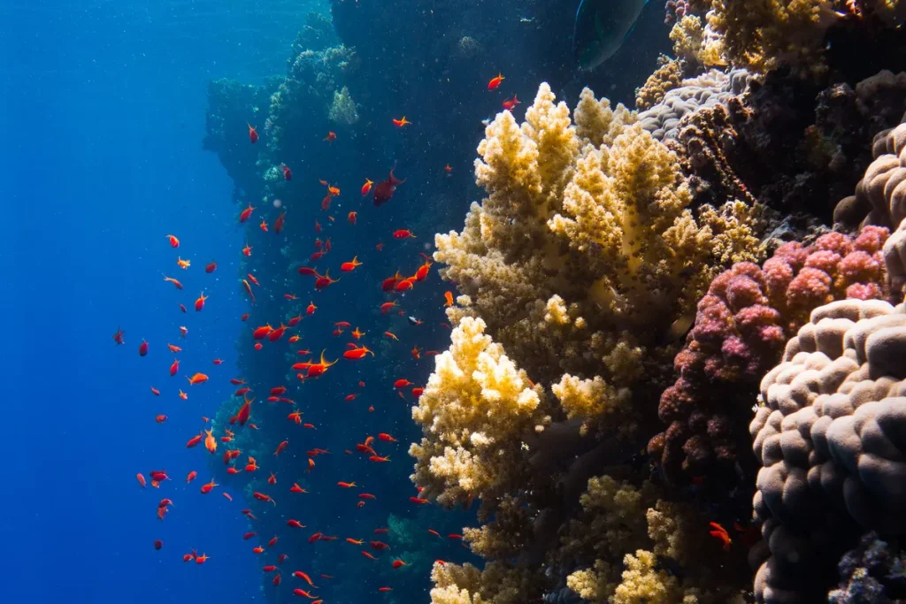 Marsa Alam : plongee, dugongs et protectorat de Wadi el-Gemal