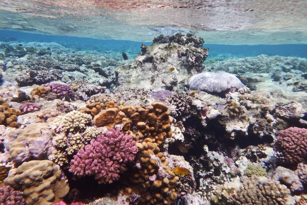 Plongée en mer Rouge : zones, spots et règles à connaître